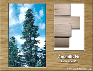 Amabilis Fir