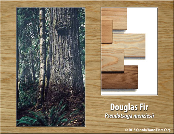 Douglas Fir