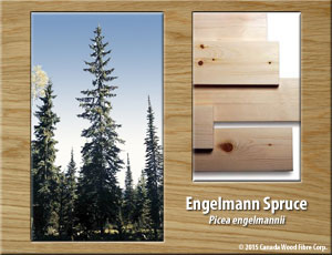 Engelmann Spruce