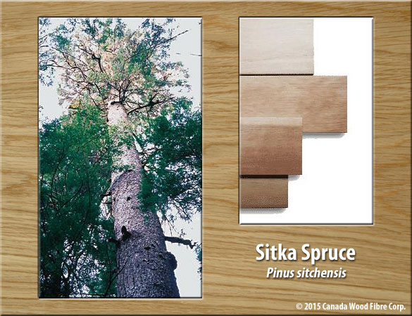 Sitka Spruce