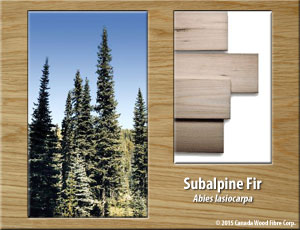 Subalpine Fir