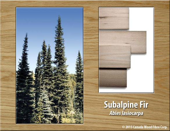 Subalpine Fir