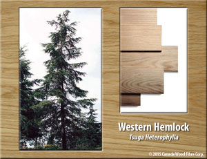 Western Hemlock