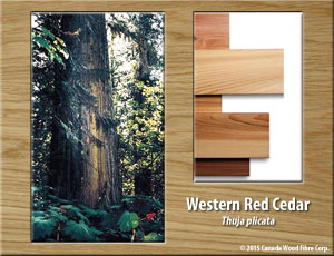 Western Red Cedar