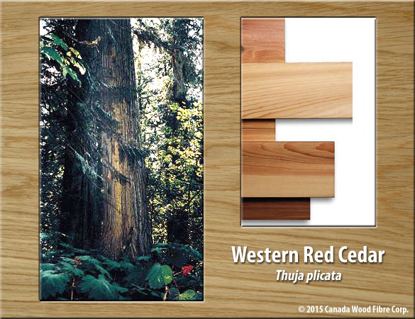 Western Red Cedar